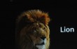 os lion