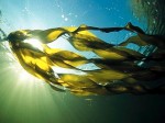 Seaweed